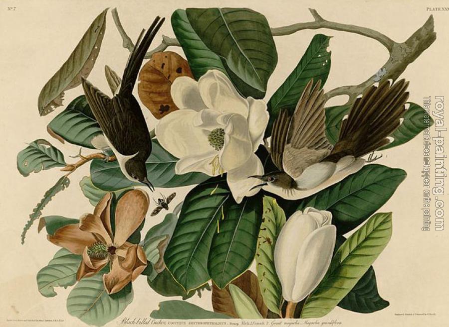 John James Audubon : Black billed cuckoo John James Audubon : Black billed cuckoo